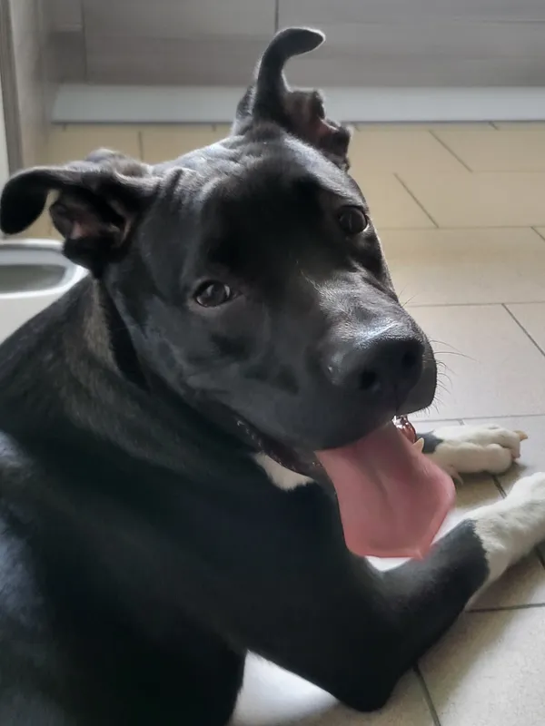 Oddam psa, Elbląg, Nad Jarem, 23 lutego 2026 (3/3)