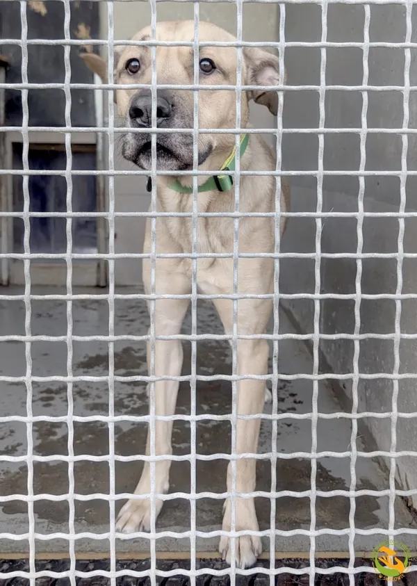 Znaleziono psa, Skałowo, 23 lutego 2026