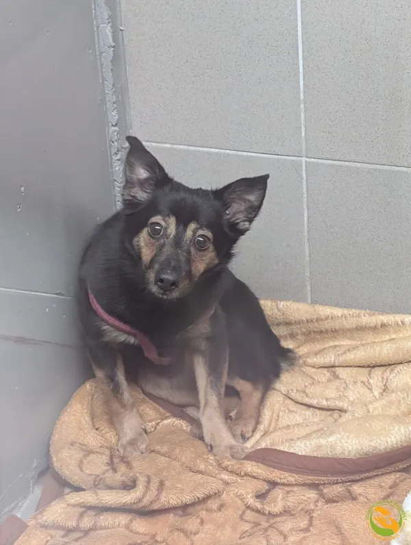 Znaleziono psa, Skałowo, 23 lutego 2026