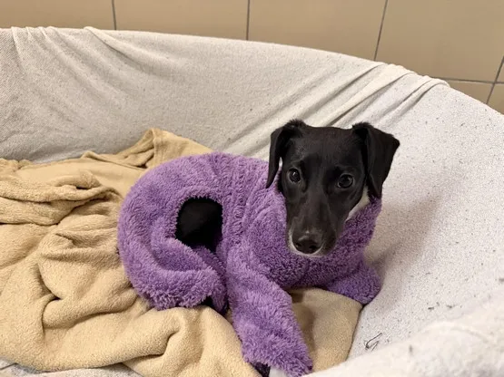 Pies do adopcji, Kraków, 8 lutego 2026