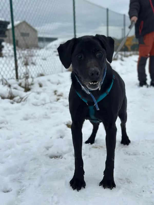 Pies do adopcji, Żywiec, 22 lutego 2026 (1/5)