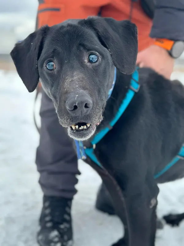 Pies do adopcji, Żywiec, 22 lutego 2026 (3/5)