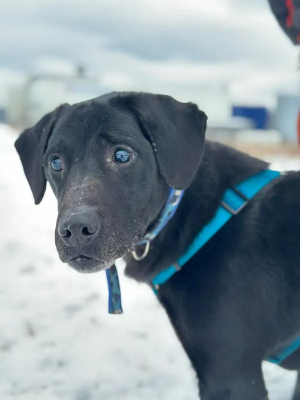 Pies do adopcji, Żywiec, 22 lutego 2026 (4/5)