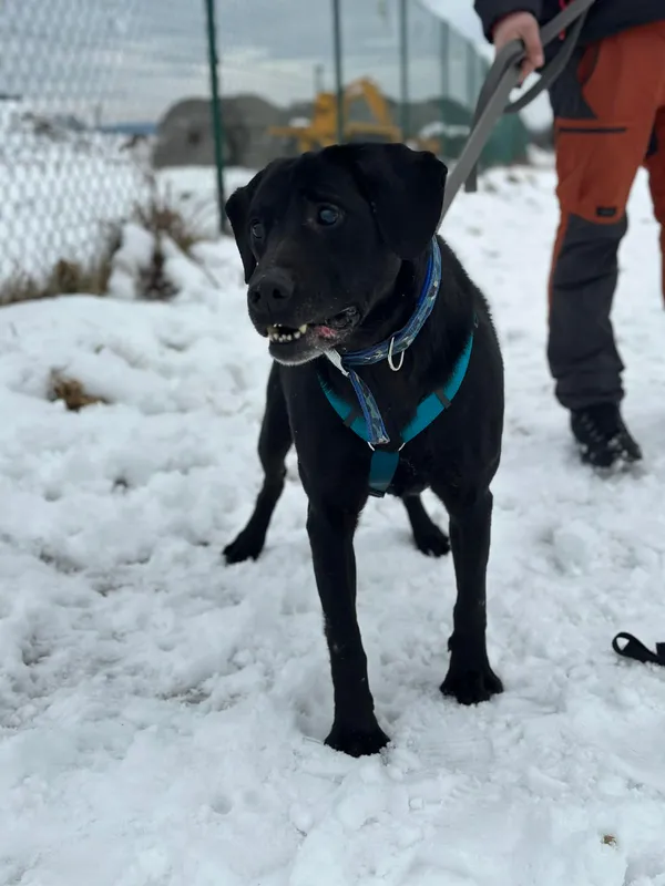 Pies do adopcji, Żywiec, 22 lutego 2026 (5/5)