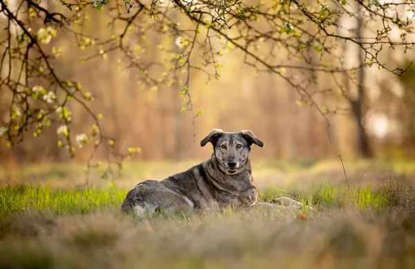 Oddam psa, Warszawa, Piaski, 23 lutego 2026 (5/5)