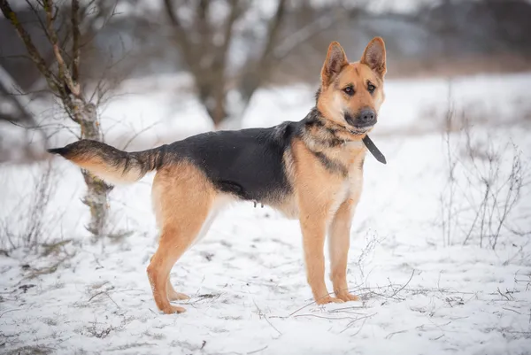 Oddam psa, Warszawa, Nowe Włochy, 23 lutego 2026 (2/4)