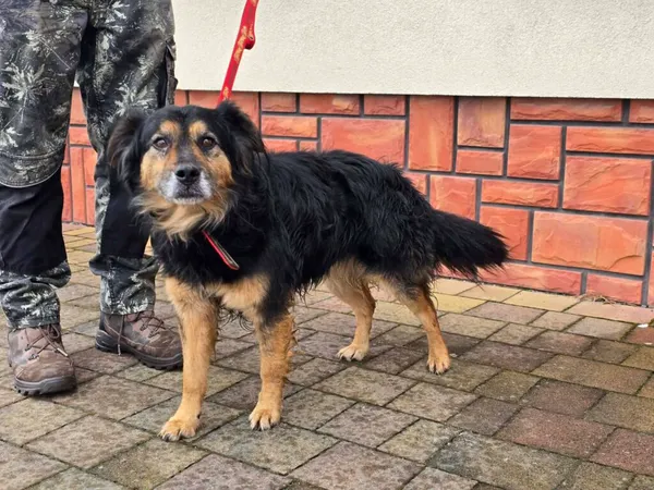 Pies do adopcji, Ropczyce, 23 lutego 2026