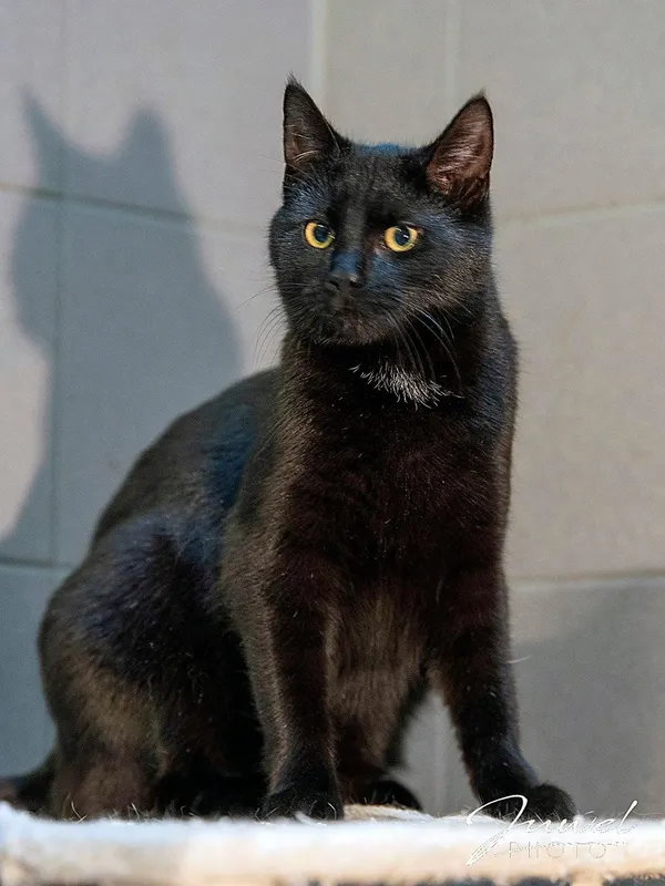 Kot do adopcji, Sopot, 23 lutego 2026