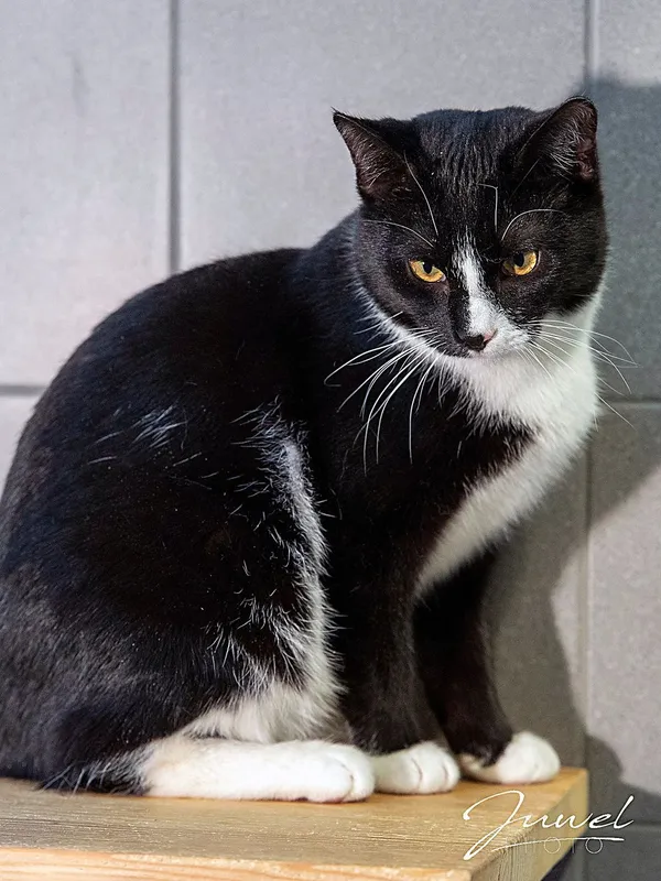 Kot do adopcji, Sopot, 23 lutego 2026 (1/4)