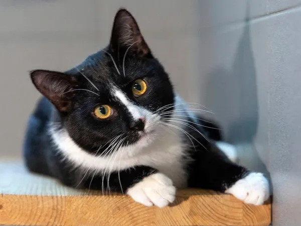 Kot do adopcji, Sopot, 23 lutego 2026 (3/4)