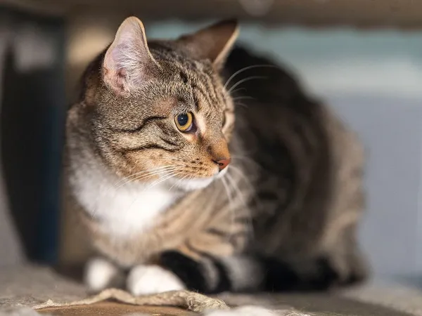 Kot do adopcji, Sopot, 23 lutego 2026 (1/3)