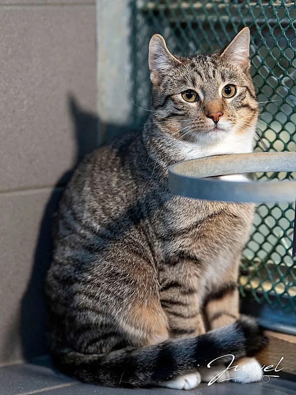 Kot do adopcji, Sopot, 23 lutego 2026 (2/3)