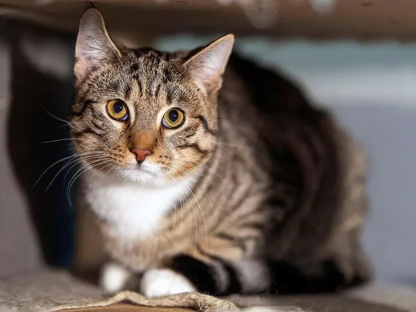 Kot do adopcji, Sopot, 23 lutego 2026 (3/3)