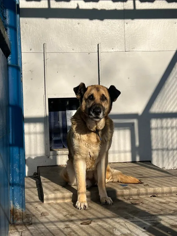 Pies do adopcji, Tychy, 12 stycznia 2026