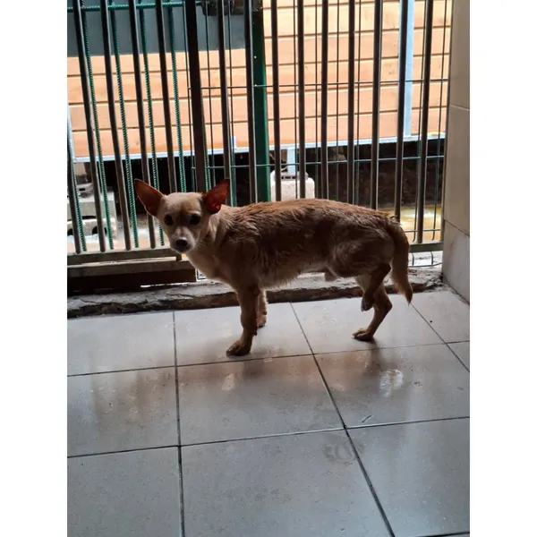 Znaleziono psa, Białystok, 23 lutego 2026