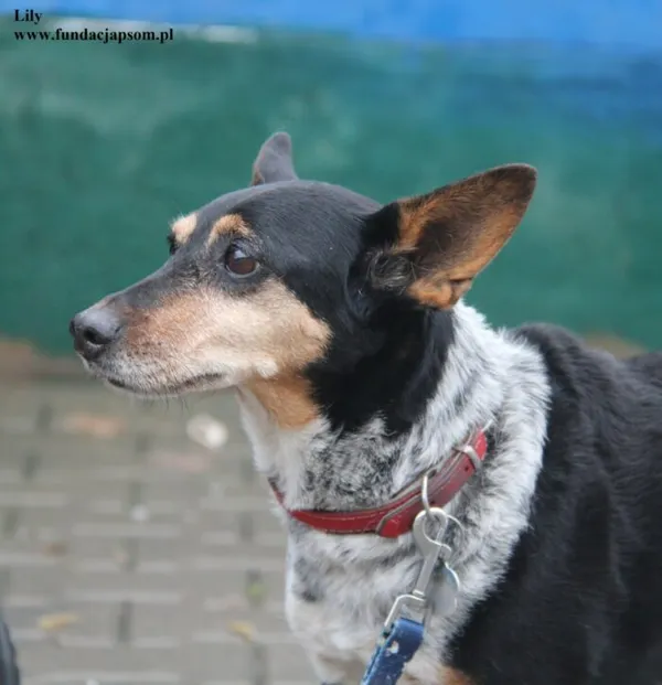 Pies do adopcji, Nowy Dwór Mazowiecki, 23 lutego 2026 (3/4)