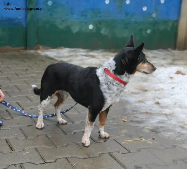 Pies do adopcji, Nowy Dwór Mazowiecki, 23 lutego 2026 (4/4)