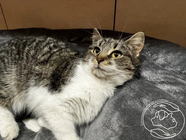Kot do adopcji, Chełmek, 5 lutego 2026