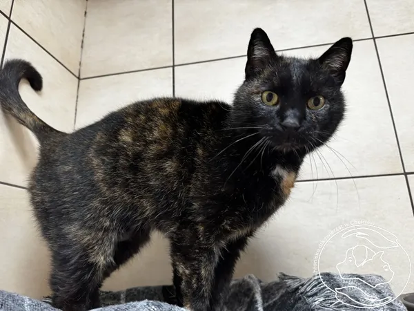 Kot do adopcji, Chełmek, 3 lutego 2026