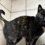 Kot do adopcji