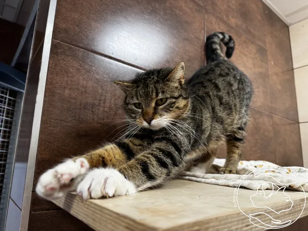 Kot do adopcji, Chełmek, 14 stycznia 2026