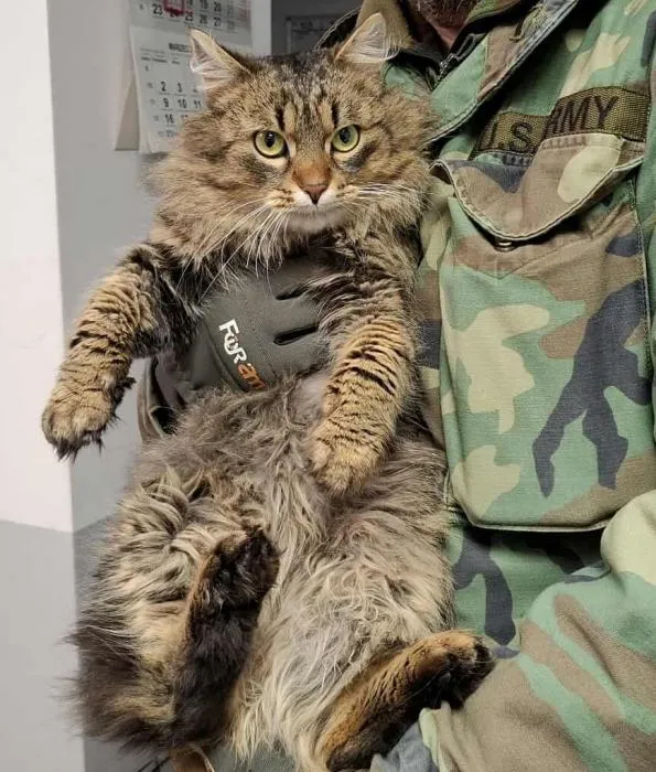 Znaleziono kota, Toruń, 18 lutego 2026