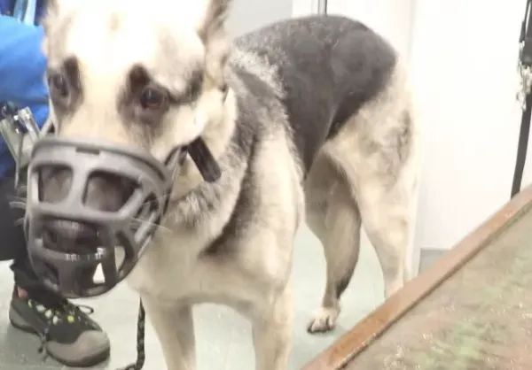 Znaleziono psa, Warszawa, 21 lutego 2026