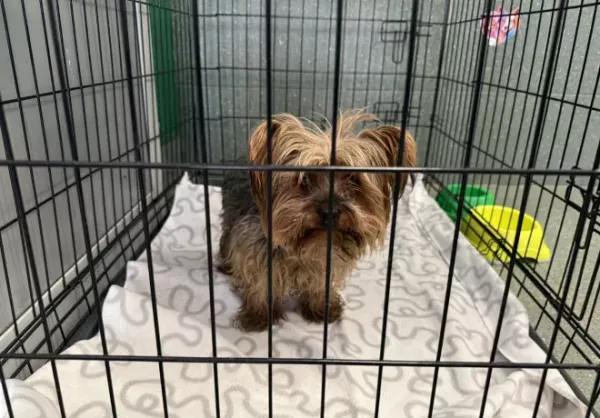 Znaleziono psa, Warszawa, 20 lutego 2026