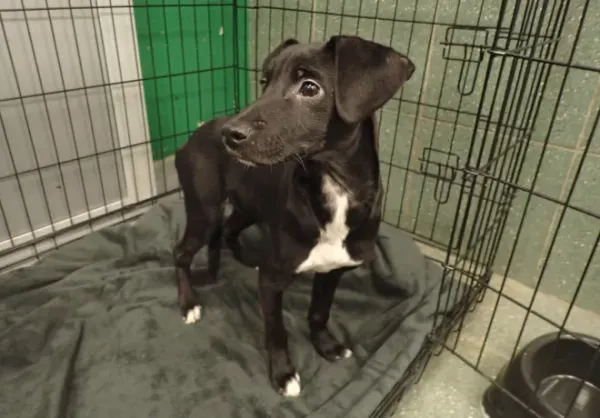 Znaleziono psa, Warszawa, 14 lutego 2026 (1/2)