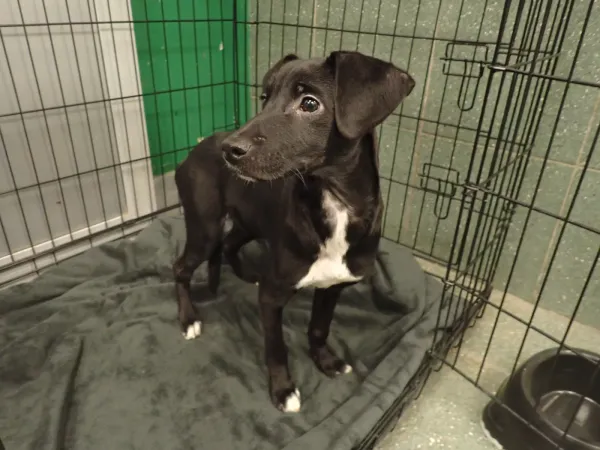 Znaleziono psa, Warszawa, 14 lutego 2026 (2/2)