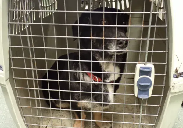 Znaleziono psa, Warszawa, 14 lutego 2026