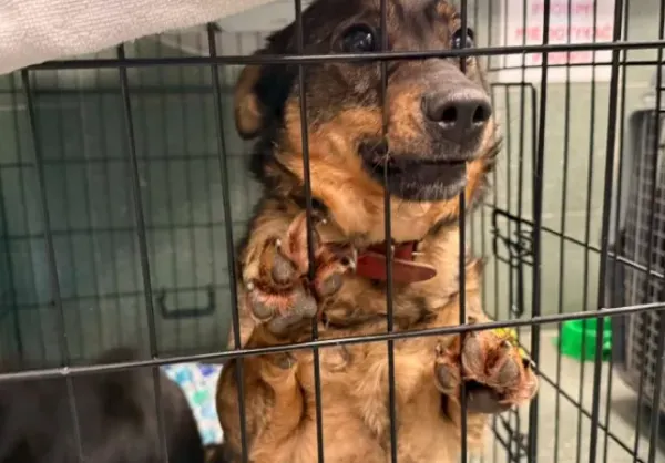 Znaleziono psa, Warszawa, 12 lutego 2026