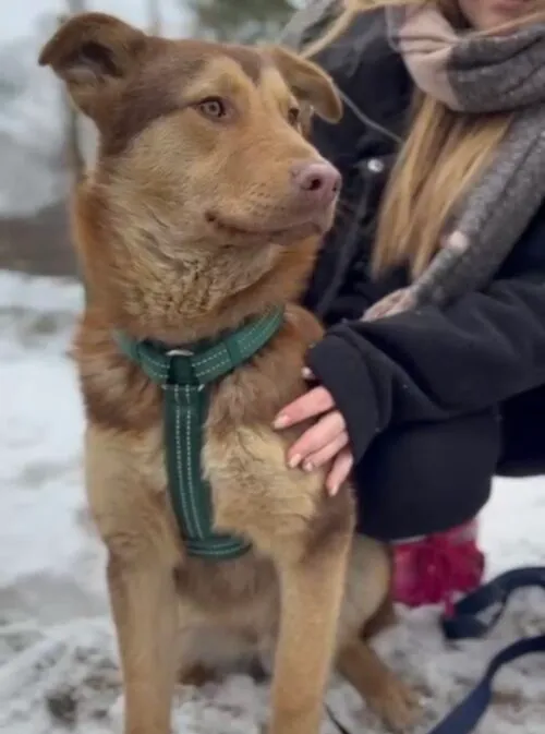 Pies do adopcji, Głowno, 23 lutego 2026 (2/5)