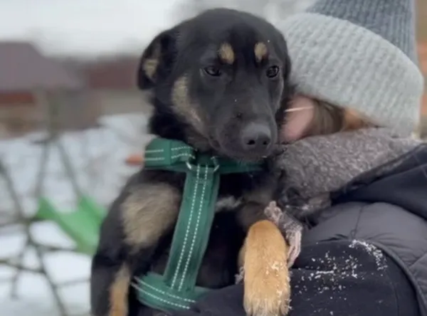 Pies do adopcji, Głowno, 23 lutego 2026 (1/3)