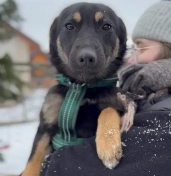 Pies do adopcji, Głowno, 23 lutego 2026 (2/3)