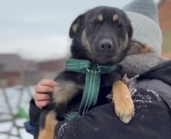 Pies do adopcji, Głowno, 23 lutego 2026 (3/3)