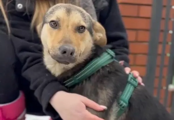 Pies do adopcji, Głowno, 23 lutego 2026 (1/4)