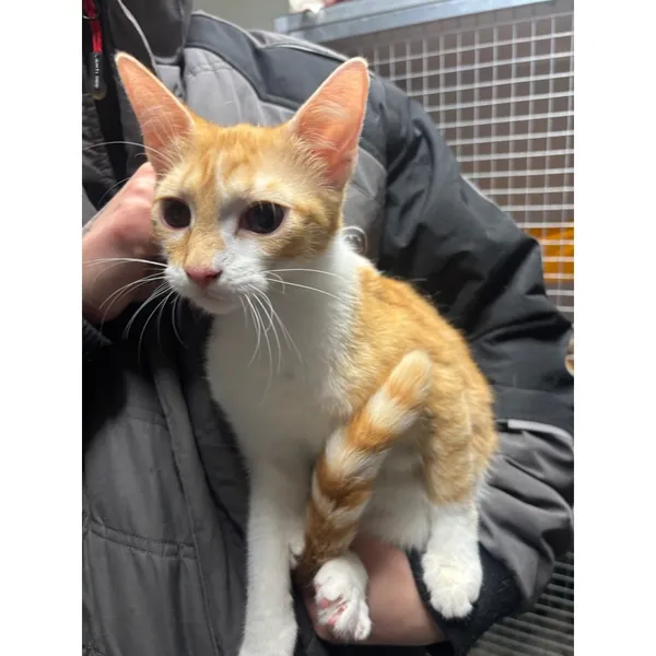 Znaleziono kota, Białystok, 16 grudnia 2025