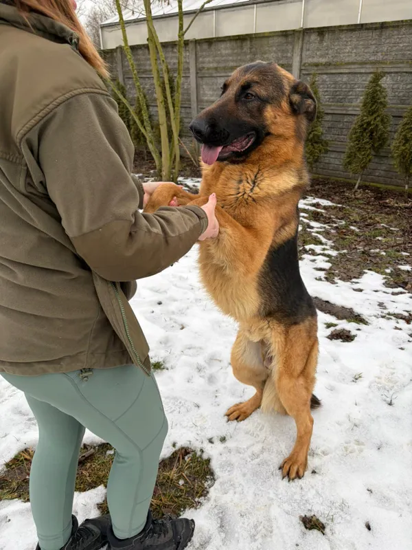 Pies do adopcji, Bełchatów, 8 stycznia 2026 (2/5)