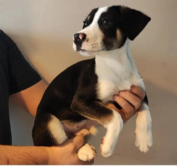 Znaleziono psa, Toruń, 22 lutego 2026