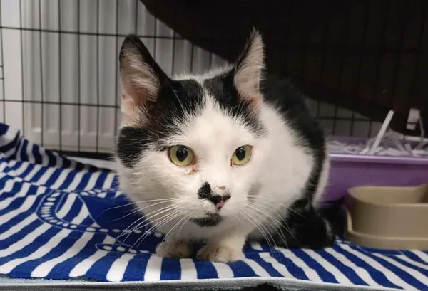 Znaleziono kota, Toruń, 21 lutego 2026