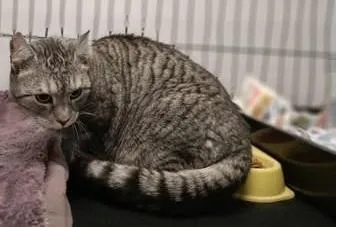 Znaleziono kota, Toruń, 19 lutego 2026