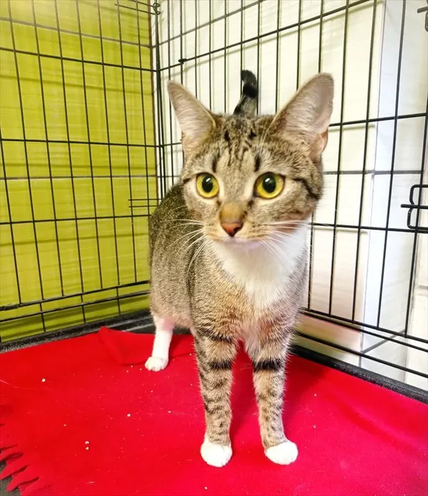 Znaleziono kota, Racibórz, 21 lutego 2026