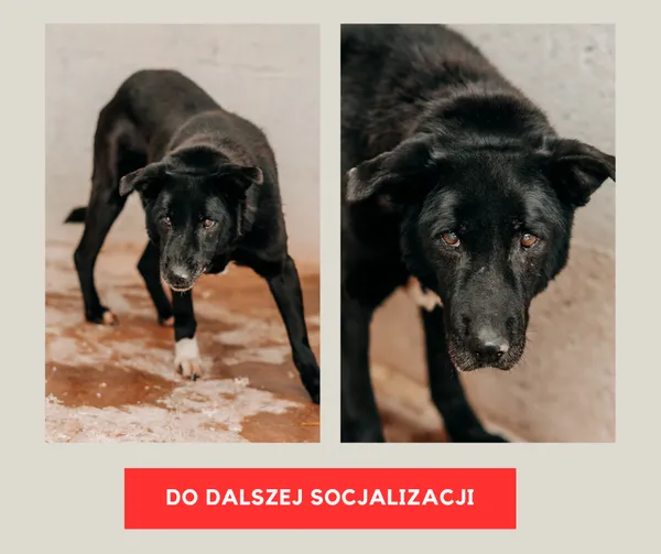 Pies do adopcji, Czartki, 23 lutego 2026