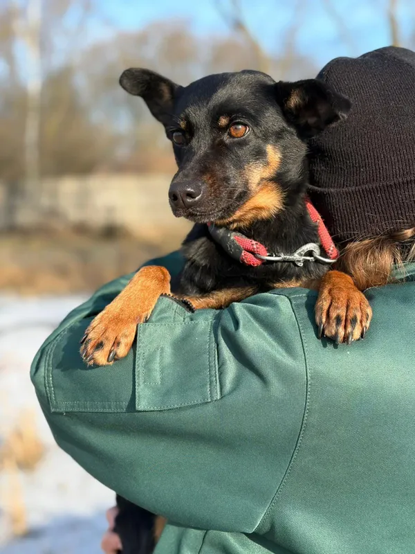 Pies do adopcji, Bełchatów, 20 stycznia 2026 (1/5)