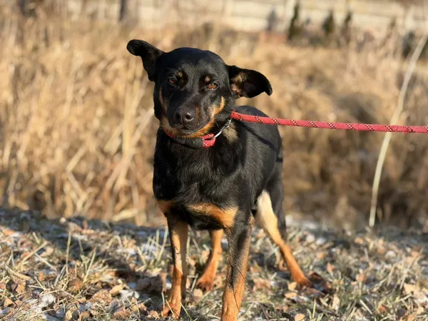 Pies do adopcji, Bełchatów, 20 stycznia 2026 (3/5)