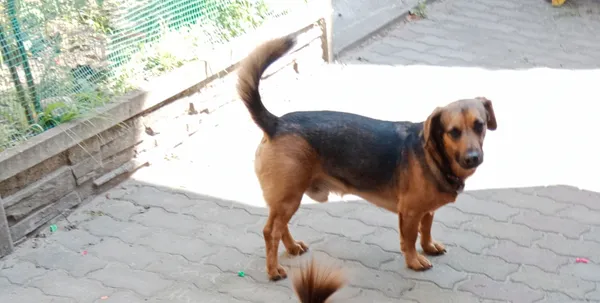 Zaginął pies, Baciki Średnie, 1 marca 2026 (1/4)