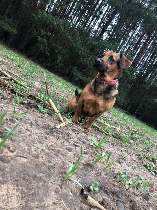 Zaginął pies, Baciki Średnie, 1 marca 2026 (2/4)