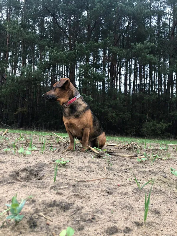 Zaginął pies, Baciki Średnie, 1 marca 2026 (3/4)