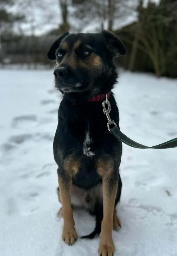 Oddam psa, Warszawa, Fort Bema, 2 marca 2026 (5/5)